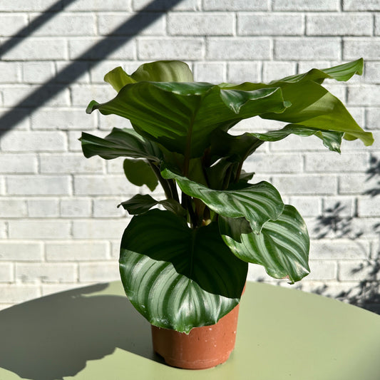 Calathea Orbifolia houseplant available at Seeds & Saplings