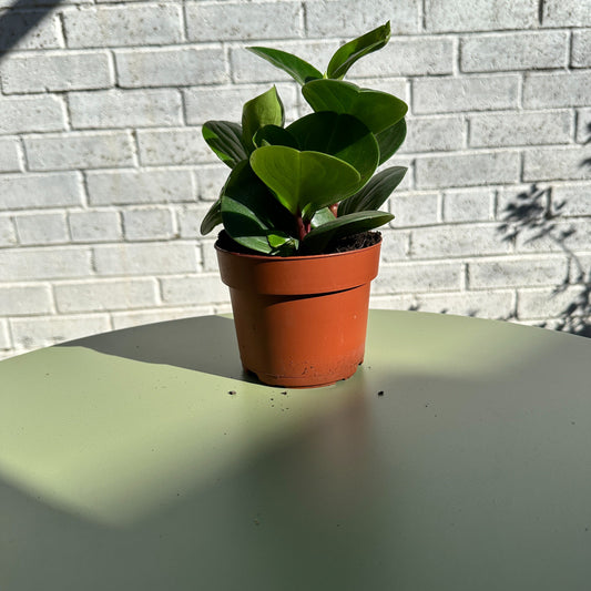 How to care for your Peperomia Red Canyon Houseplant