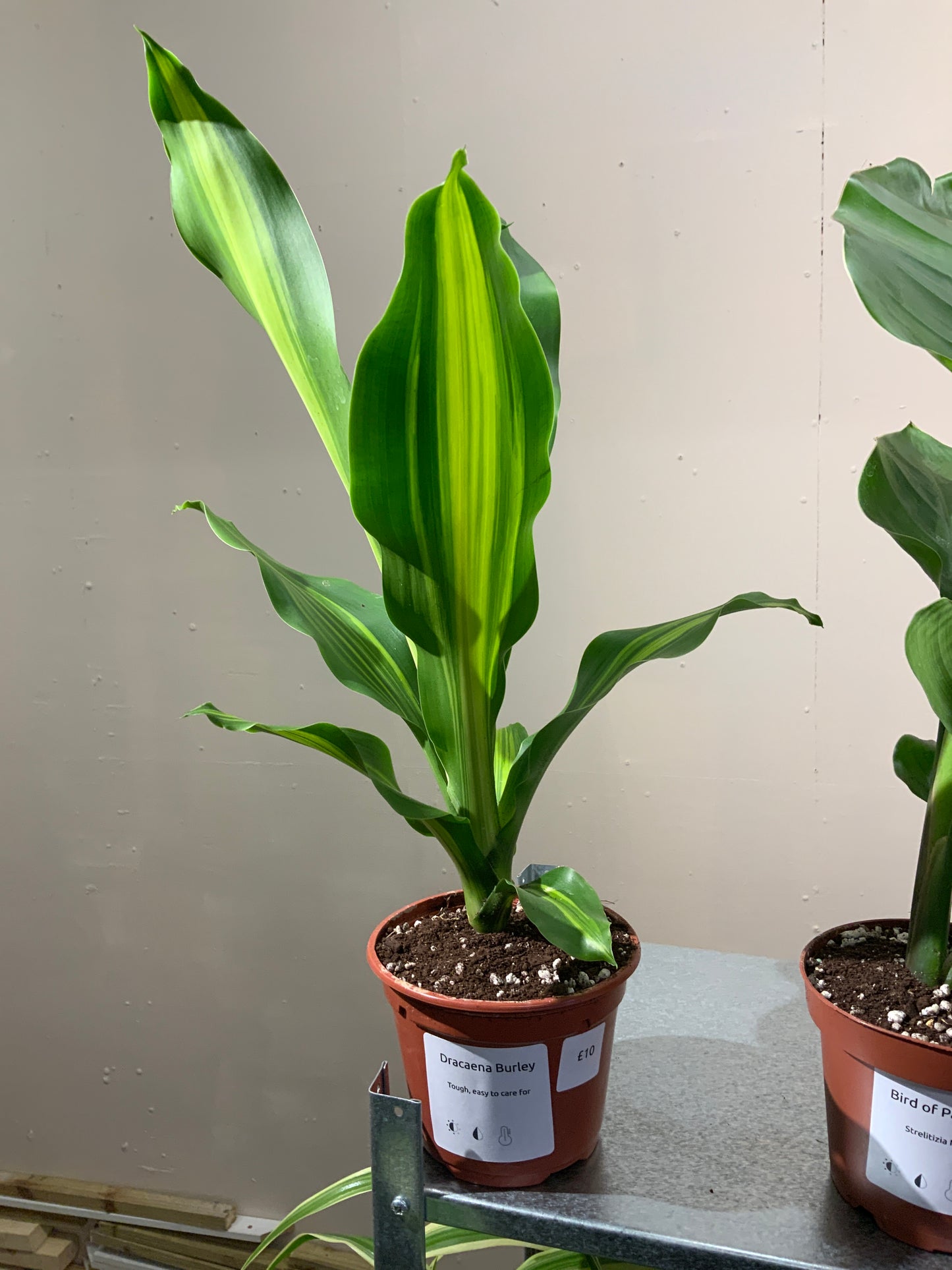 Dracaena Burley - Easy Care - Indoor Plant