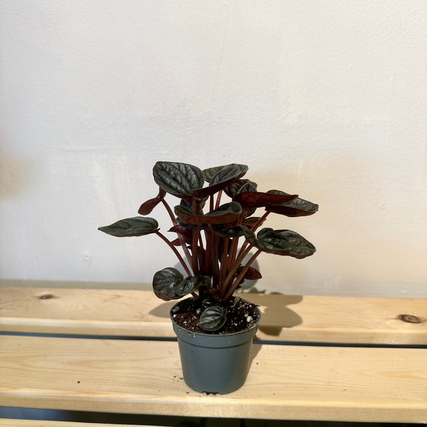 Peperomia Caperata Rosso