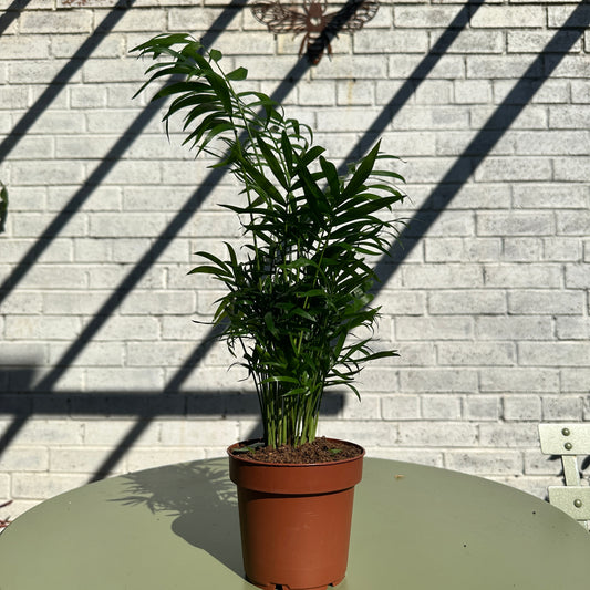 Parlour Palm