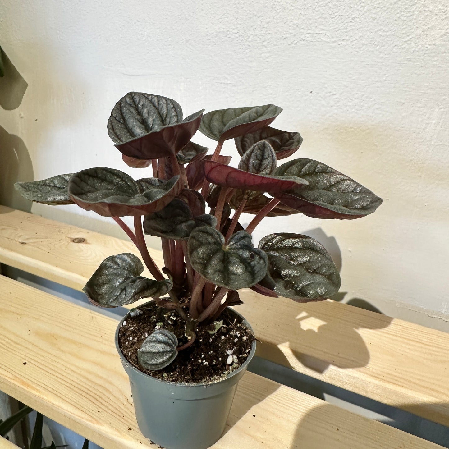 Peperomia Caperata Rosso