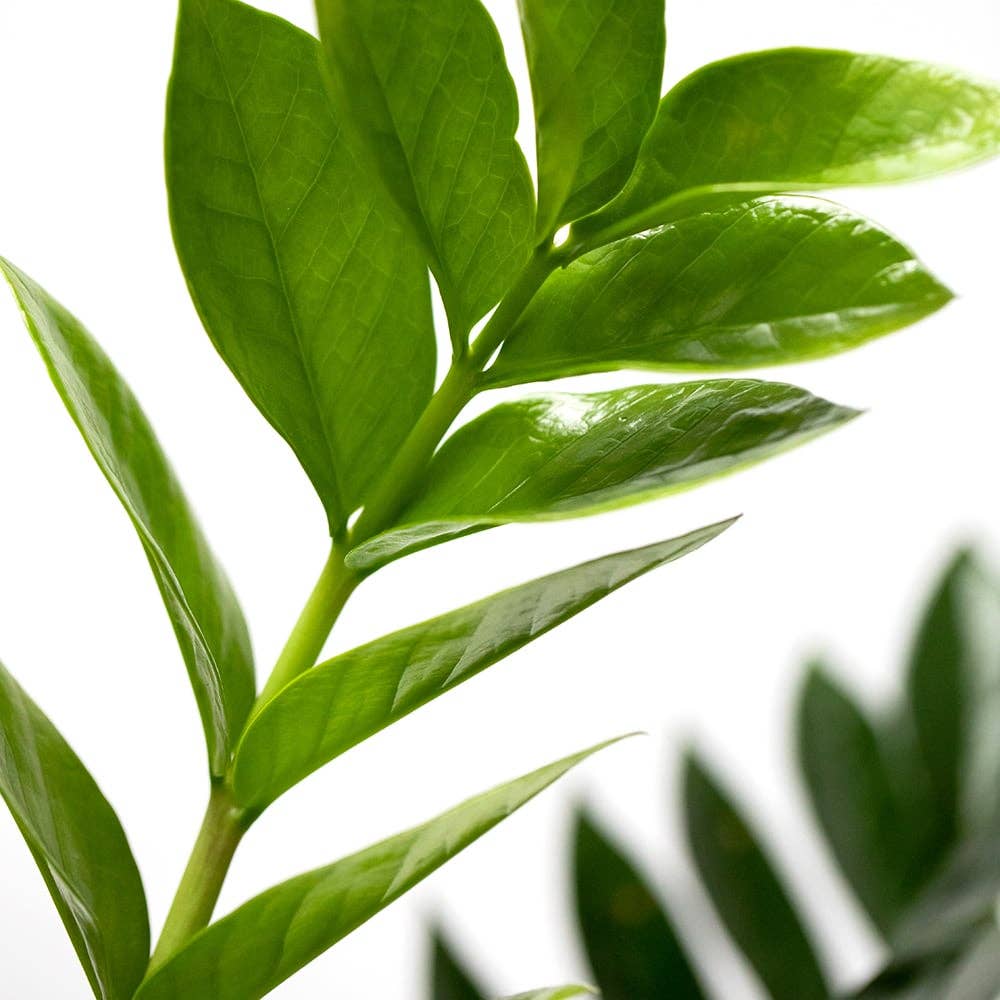 ZZ Plant - Zamioculcas Zamiifolia