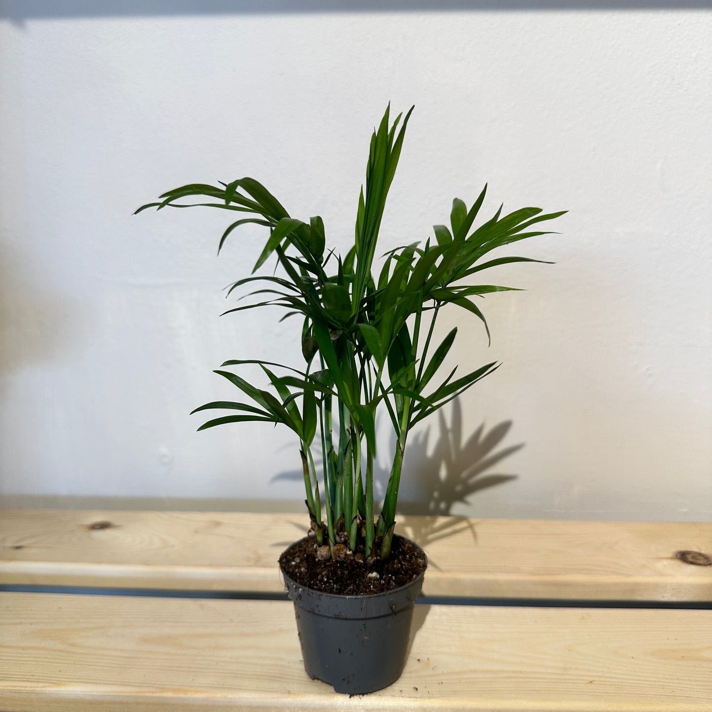 Parlour Palm