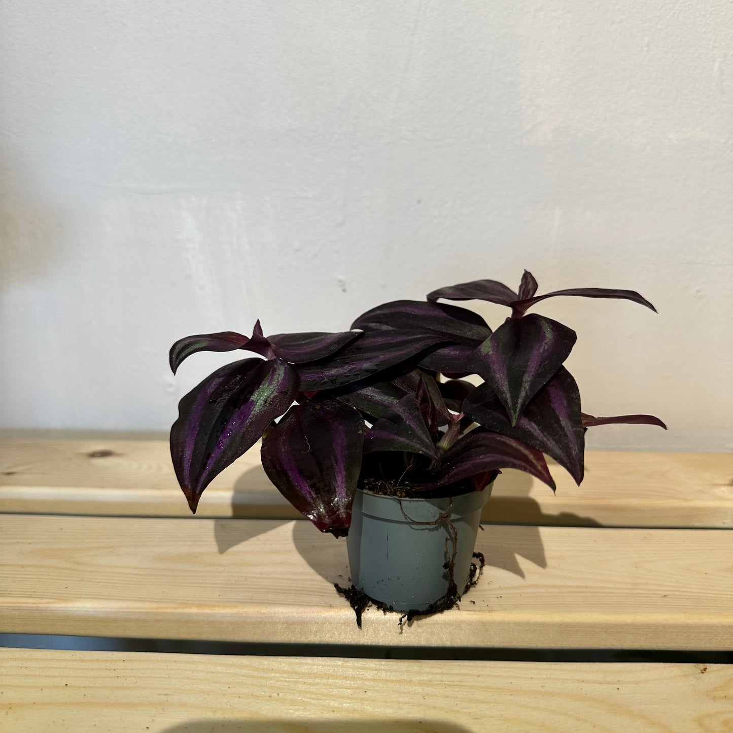 Zebra Plant