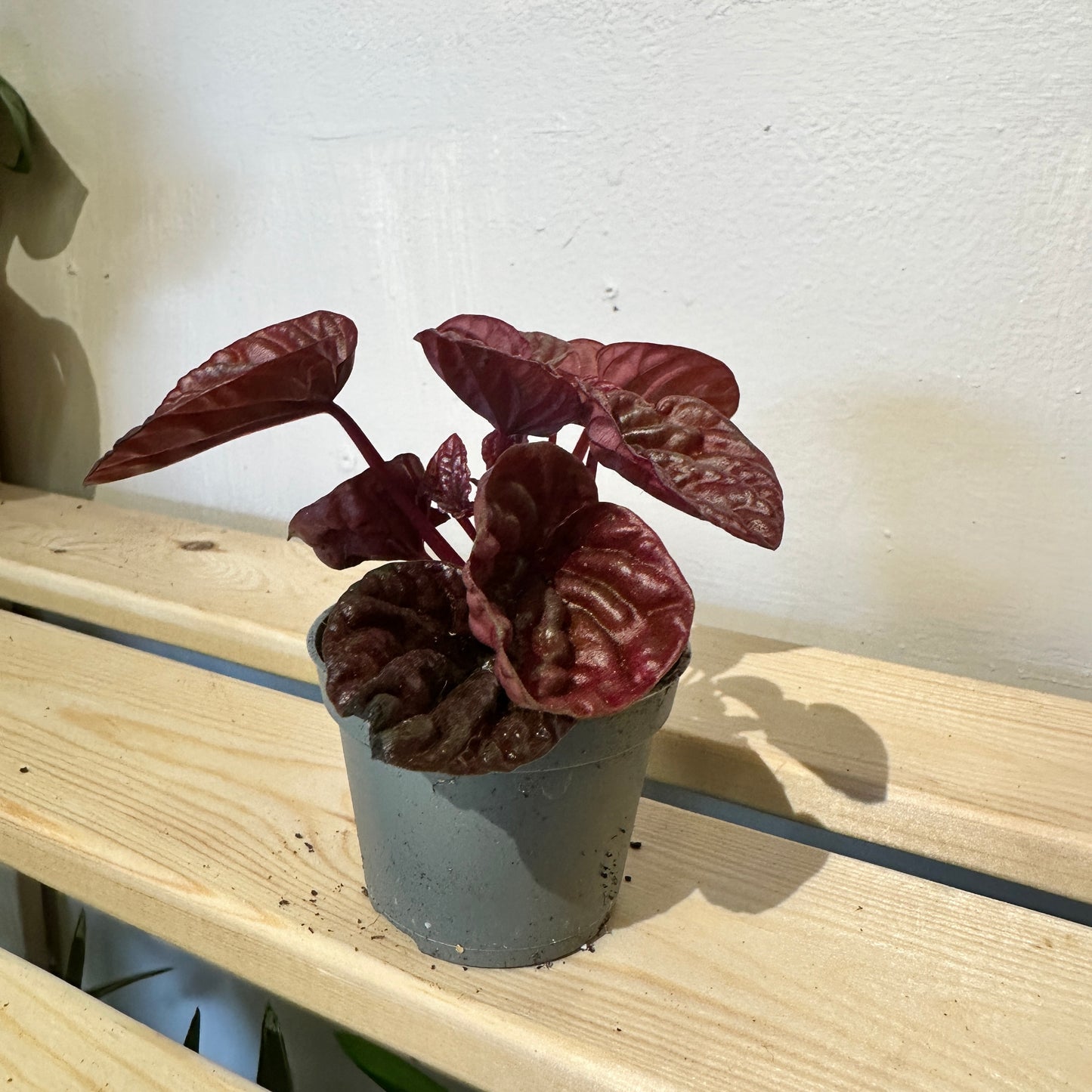 Peperomia Caperata Schumi Red