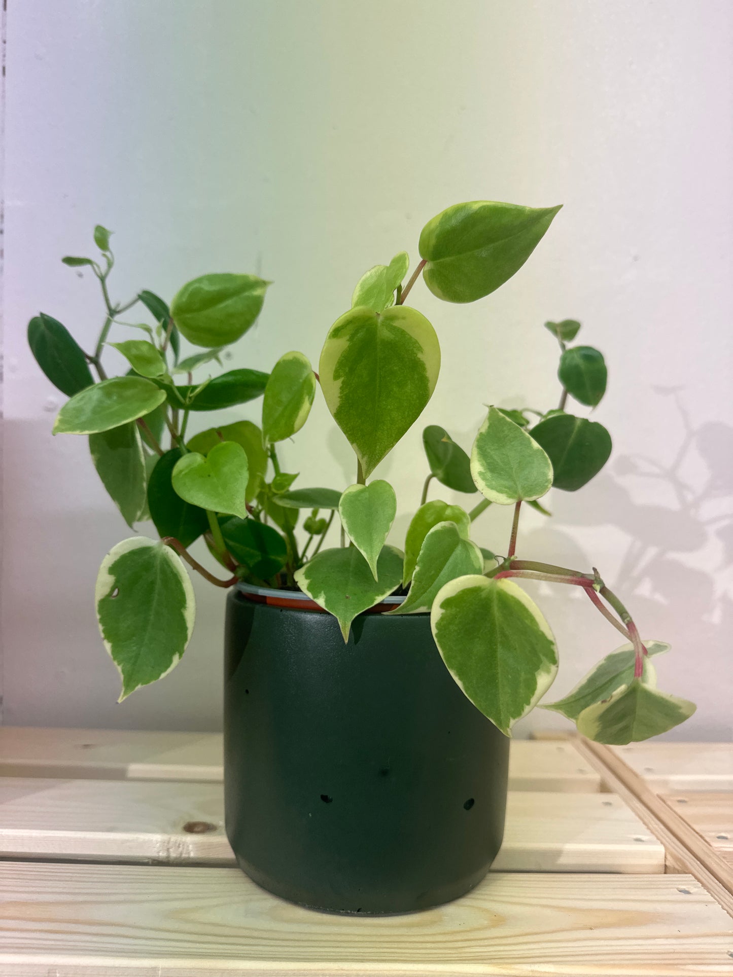 Hand-cast indoor plant pot | Dark Olive
