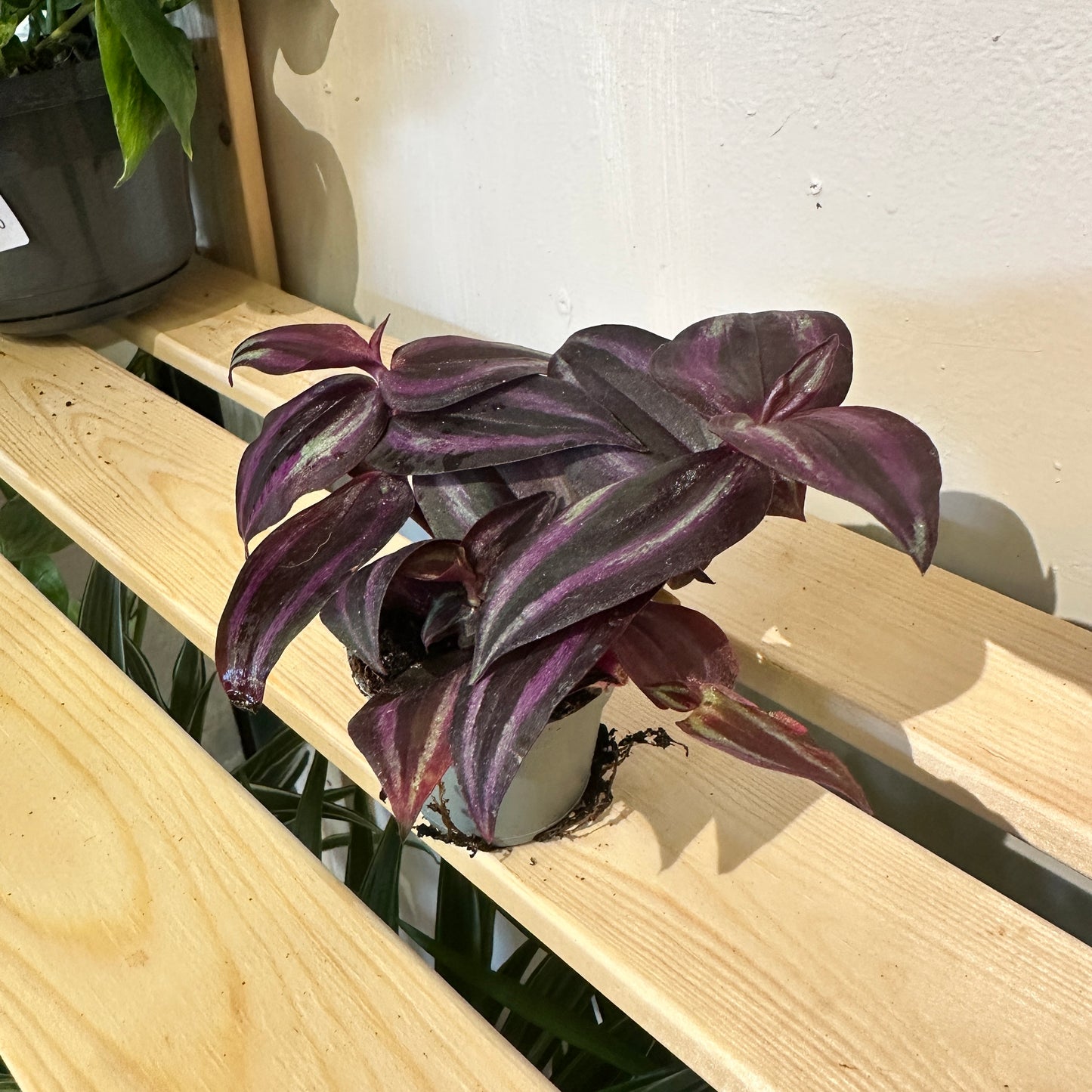 Zebra Plant