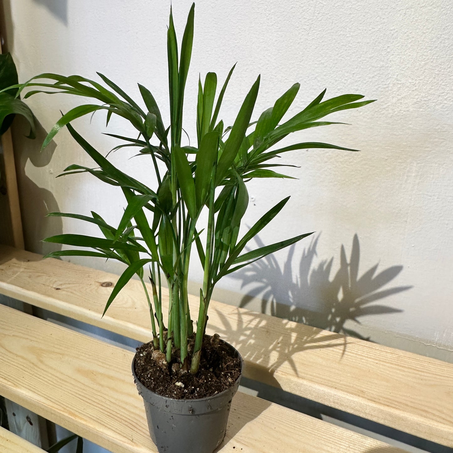 Parlour Palm