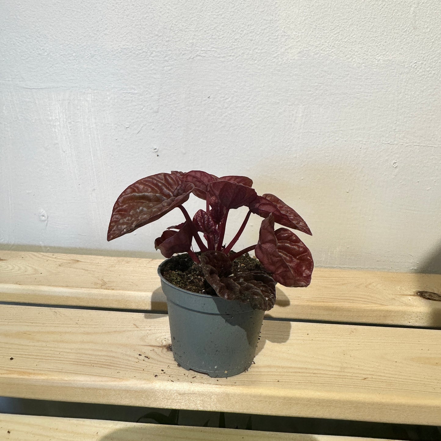 Peperomia Caperata Schumi Red