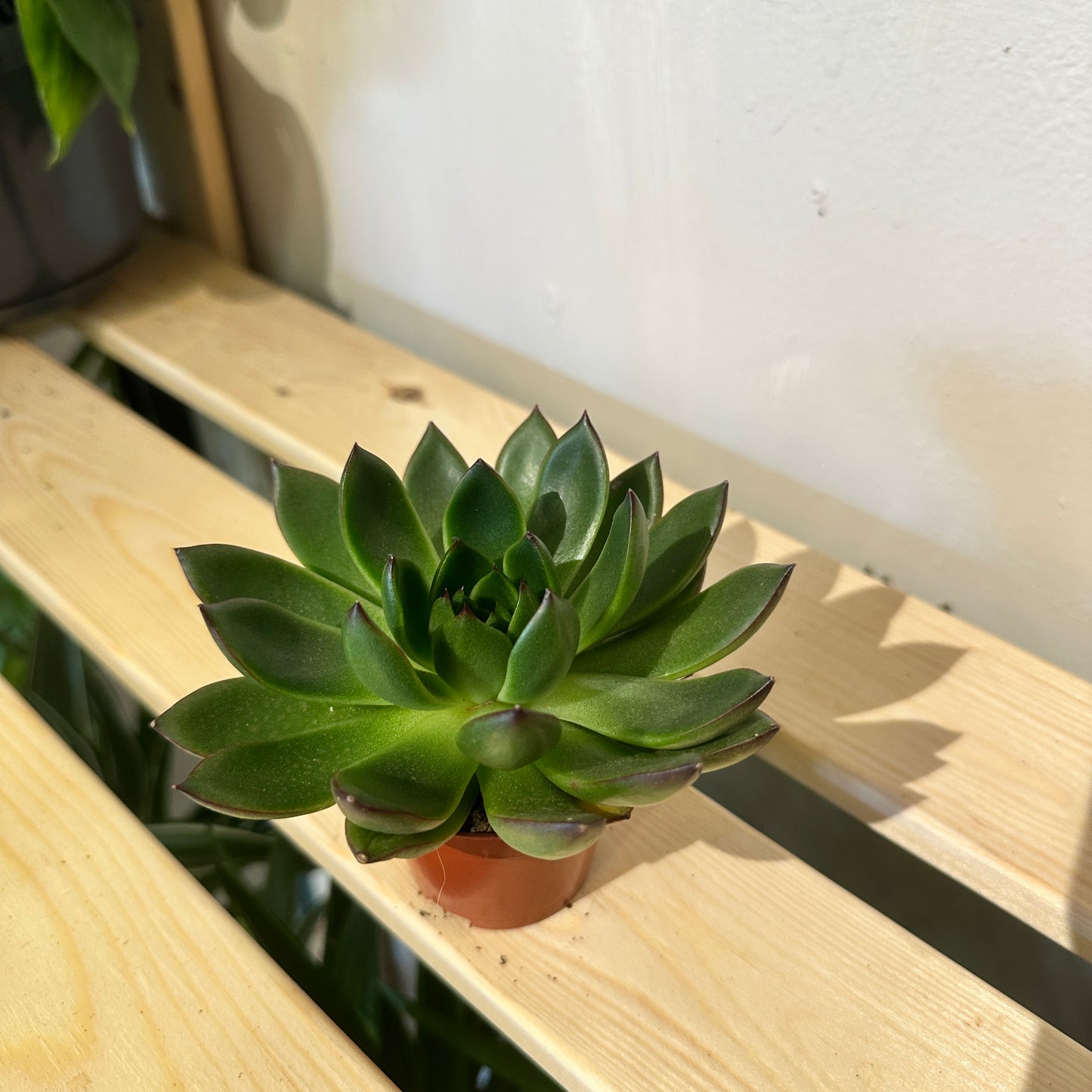 Echeveria Succulent 6cm pot