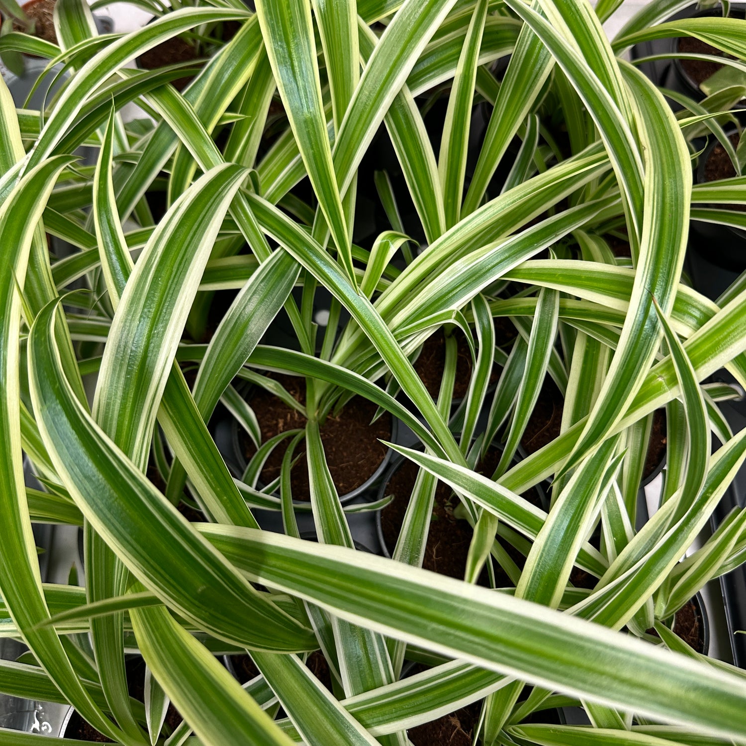 Spider Plant Easy Care Indoor Plant UK
