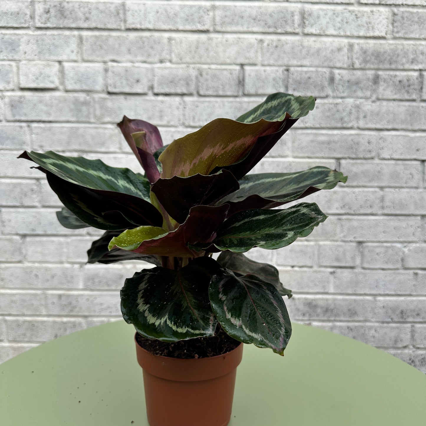 Calathea Medallion