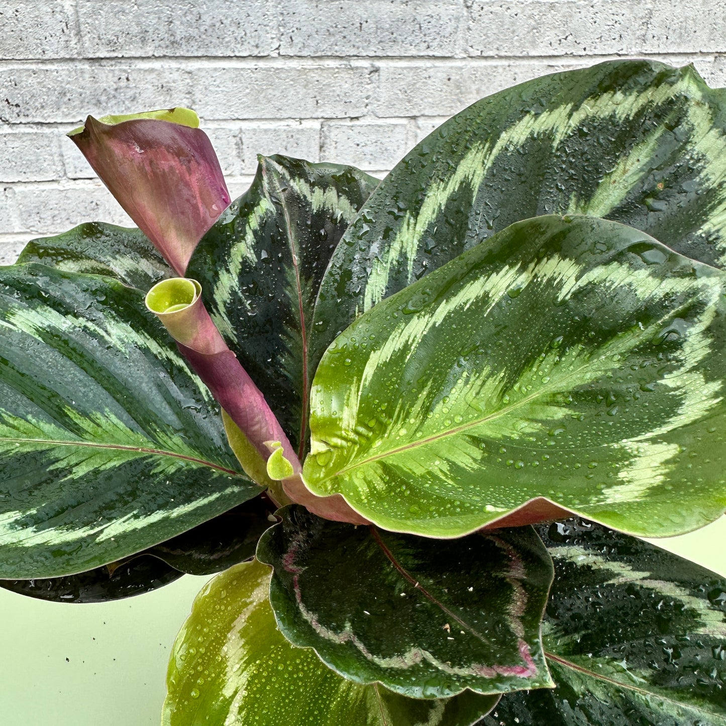 Calathea Medallion