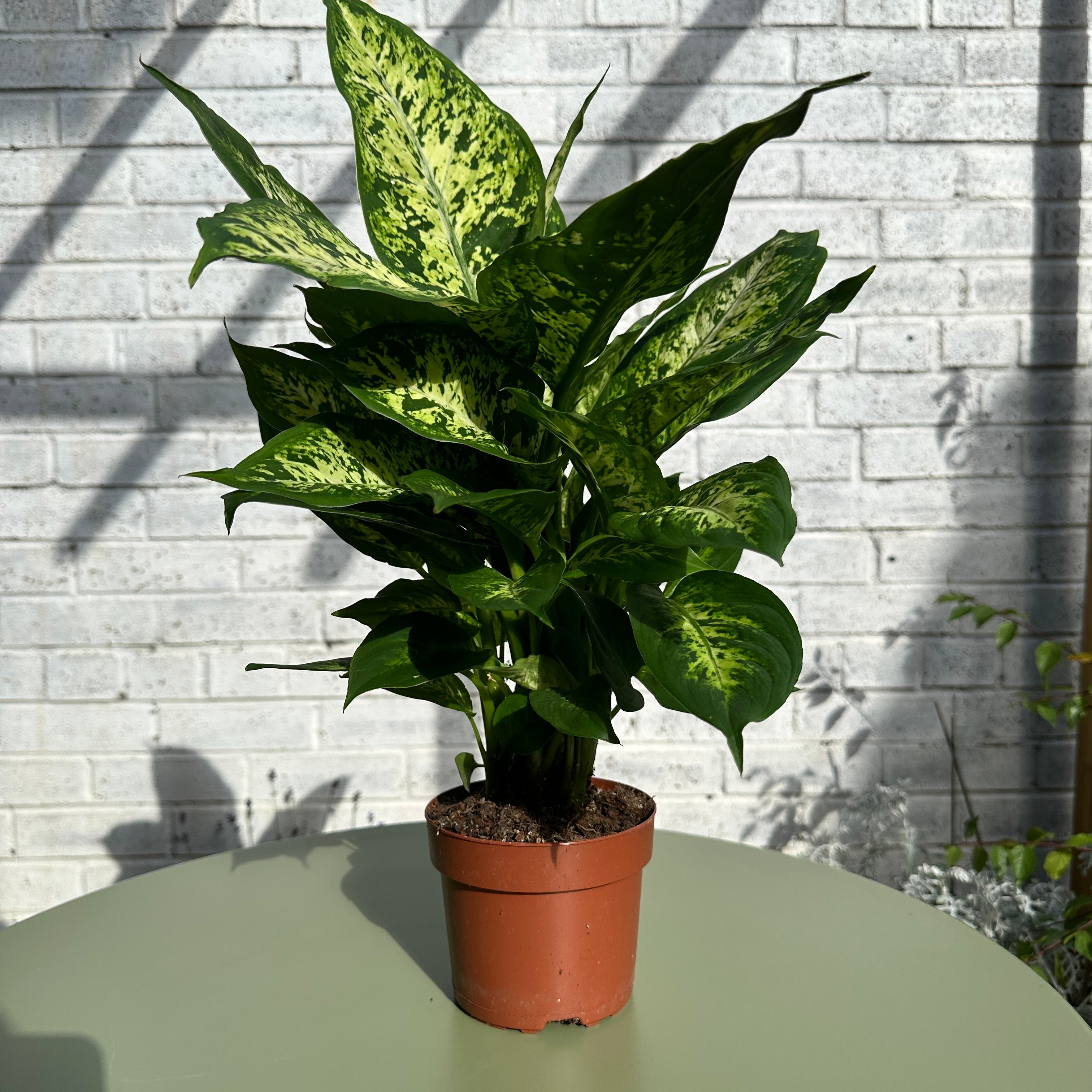 dieffenbachia picta camilla Dieffenbachia Camilla – S&S