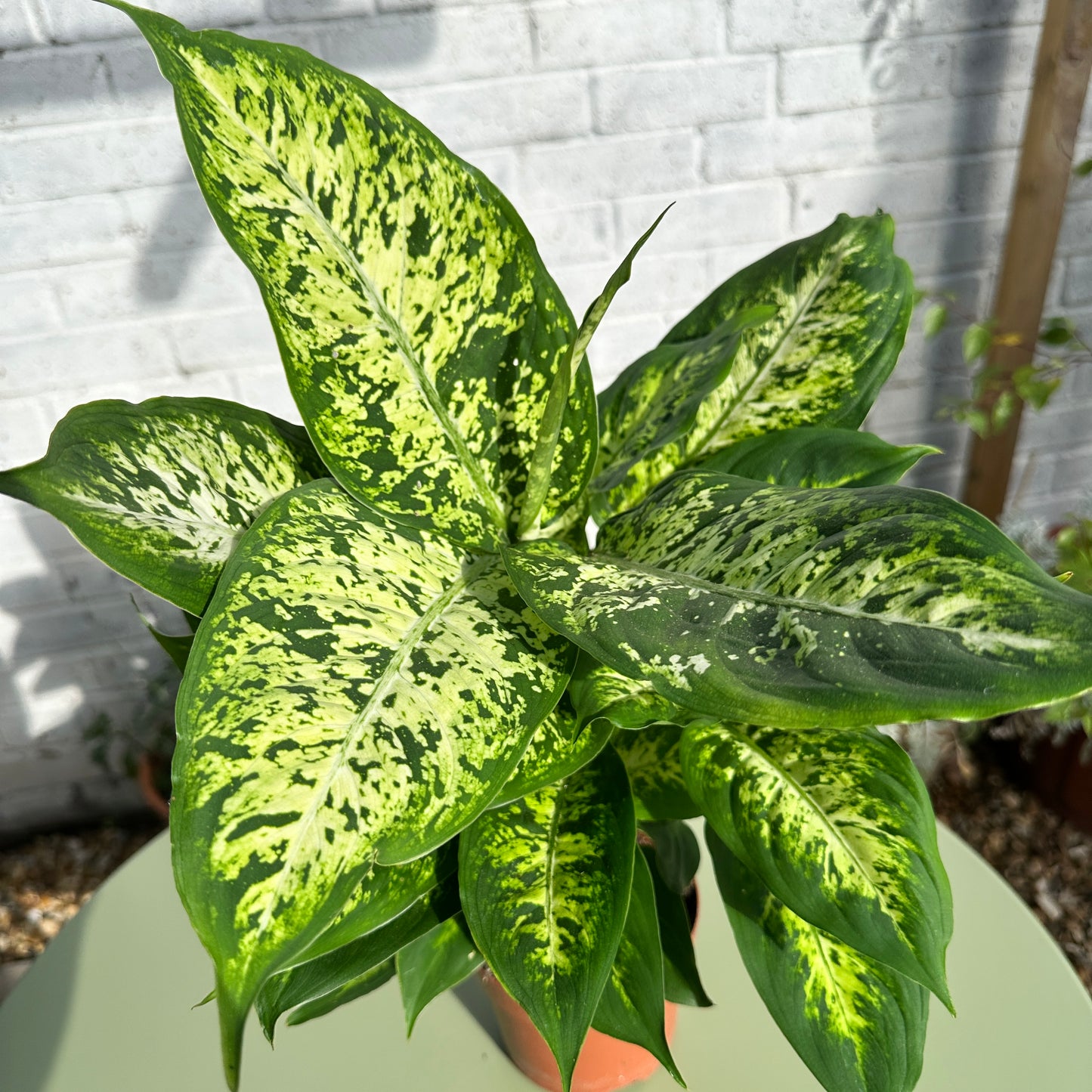 Dieffenbachia Camilla