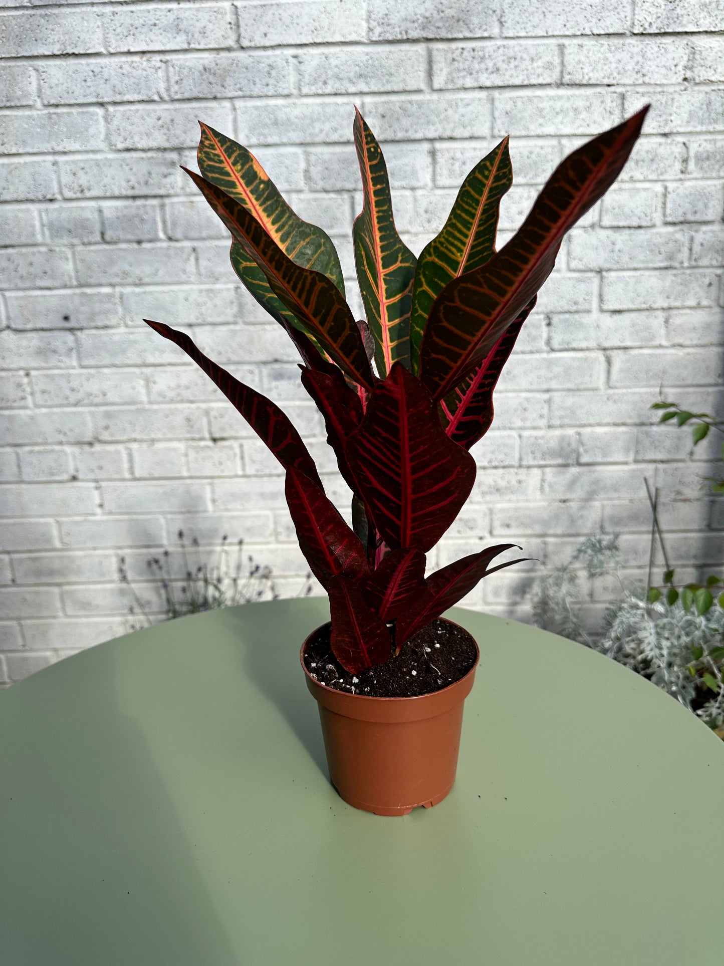 Croton Petra (Codiaeum variegatum)