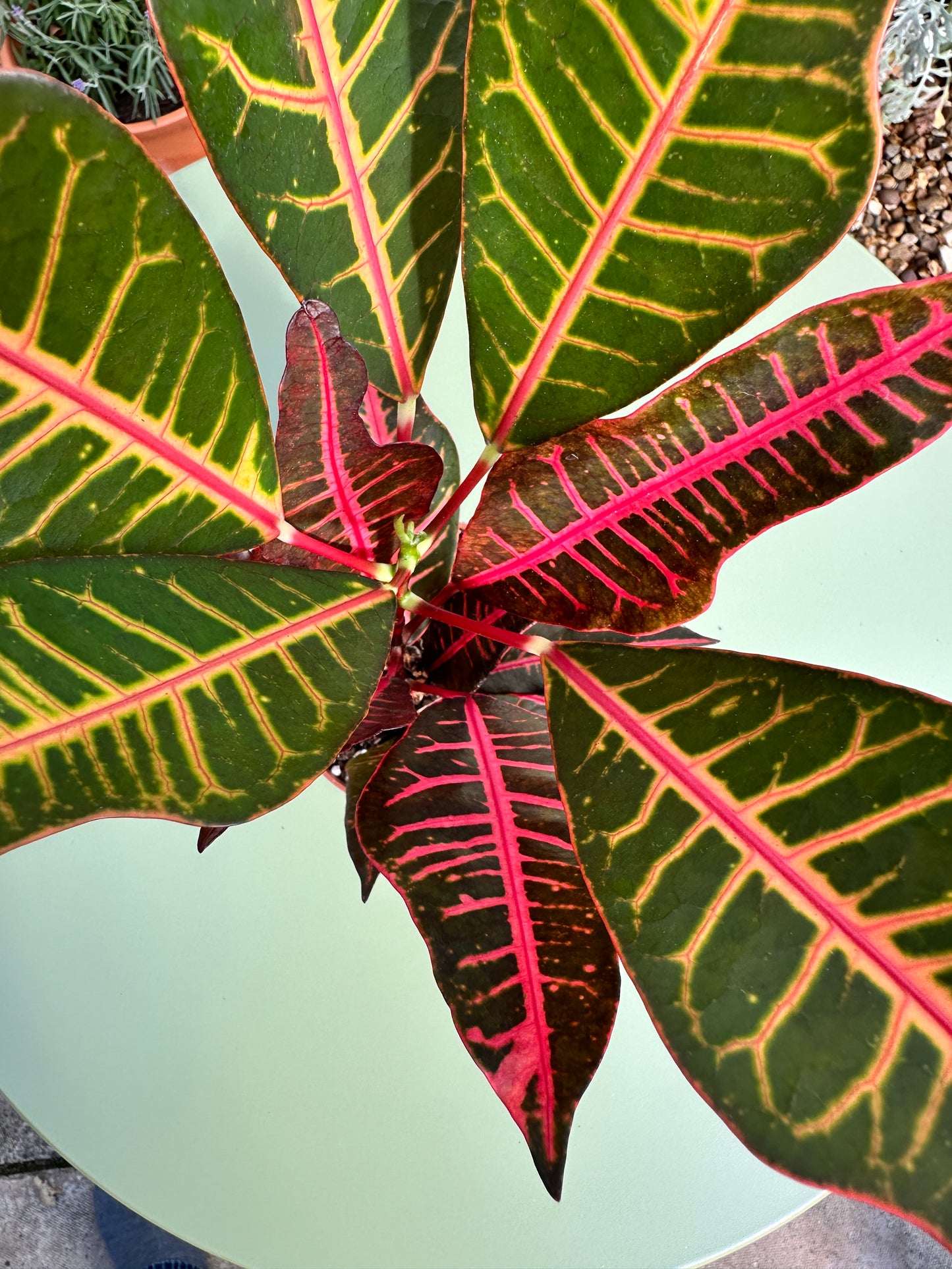 Croton Petra (Codiaeum variegatum)