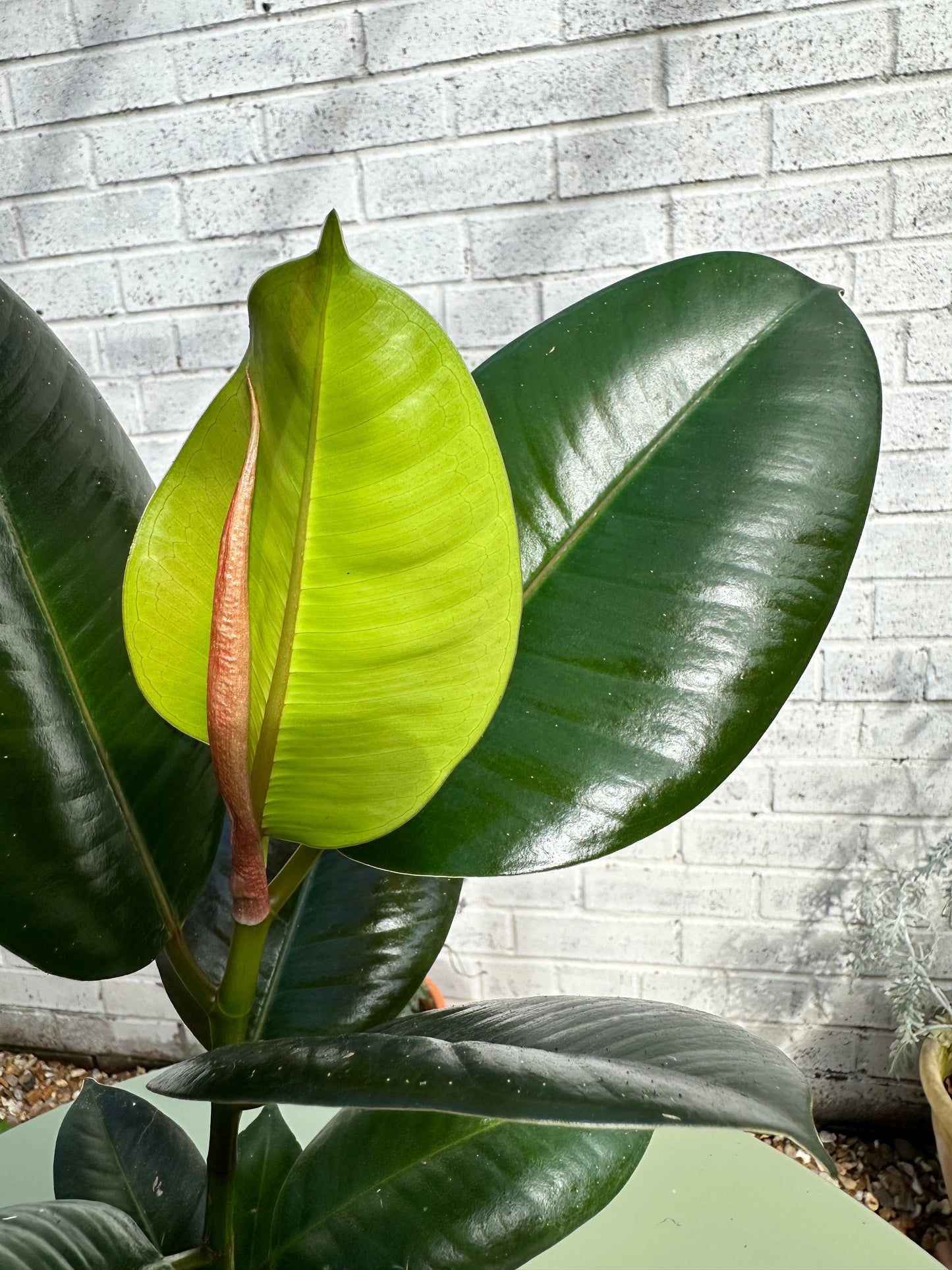 Ficus Robusta Rubber Plant