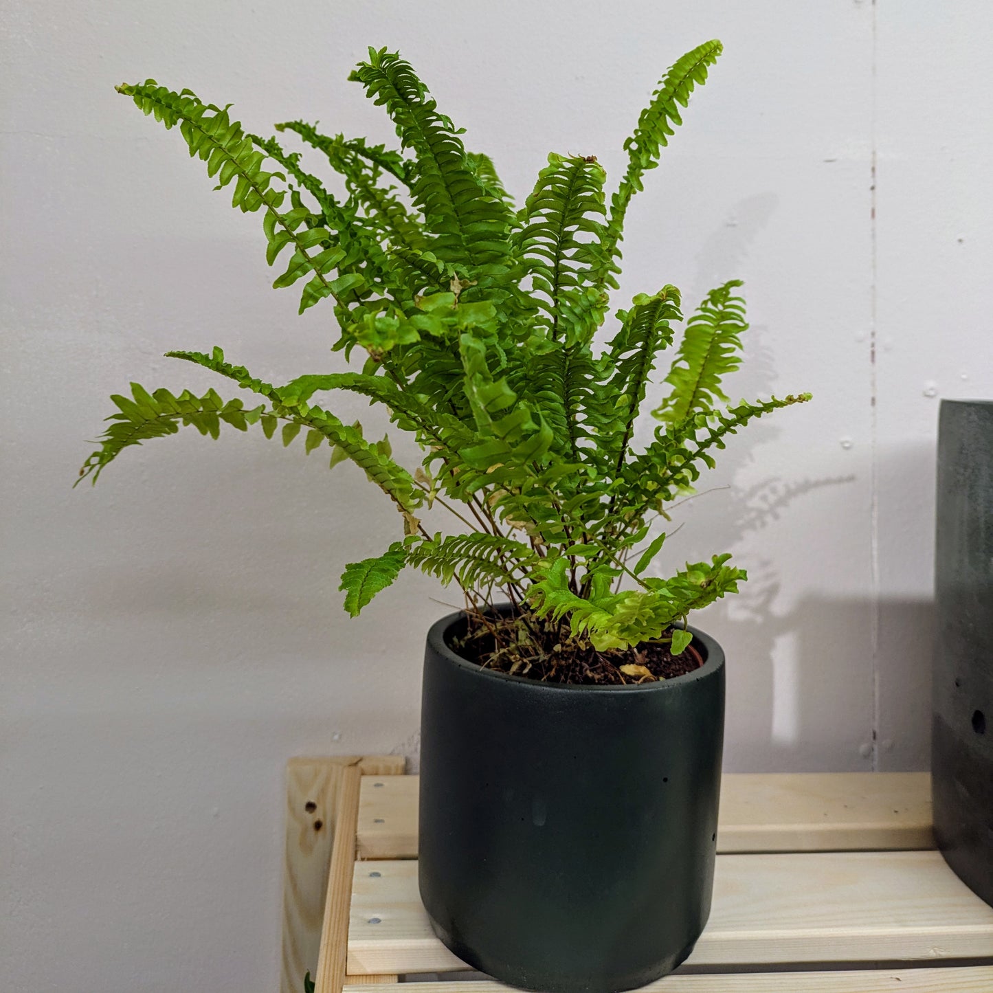 Green Lady Sword Fern