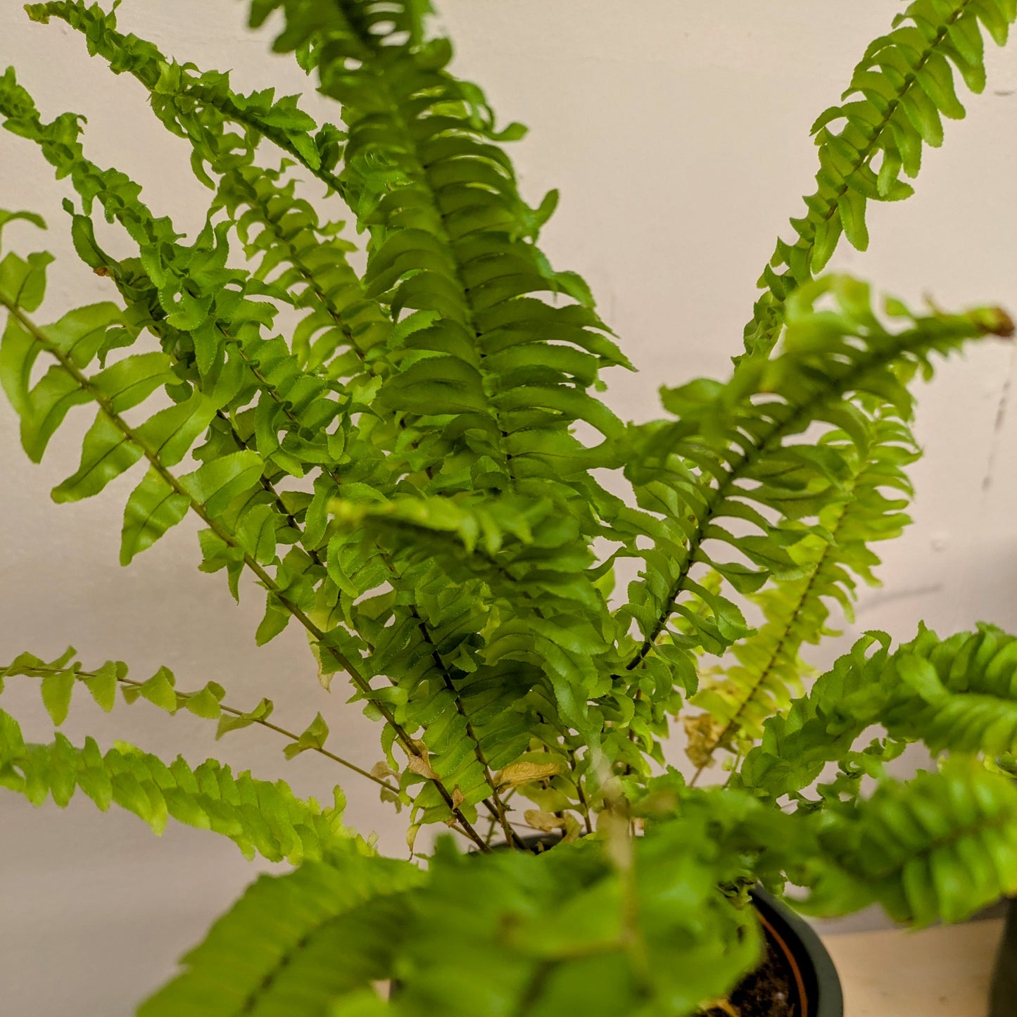 Green Lady Sword Fern