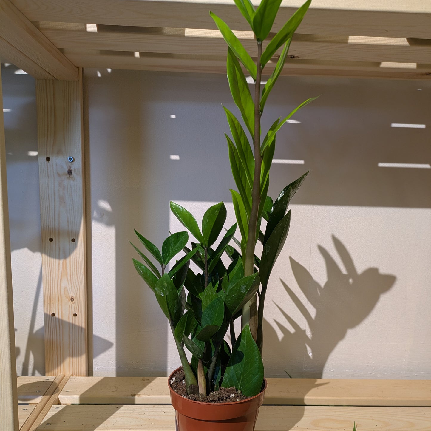 ZZ Plant
