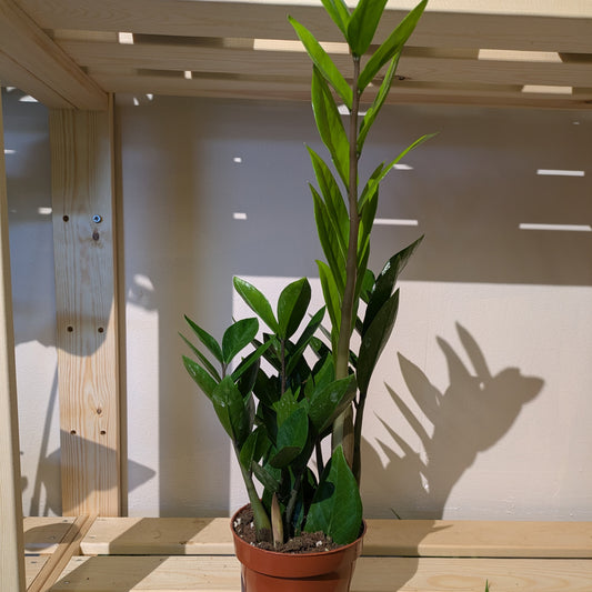 ZZ Plant - Zamioculcas Zamiifolia - 12cm pot