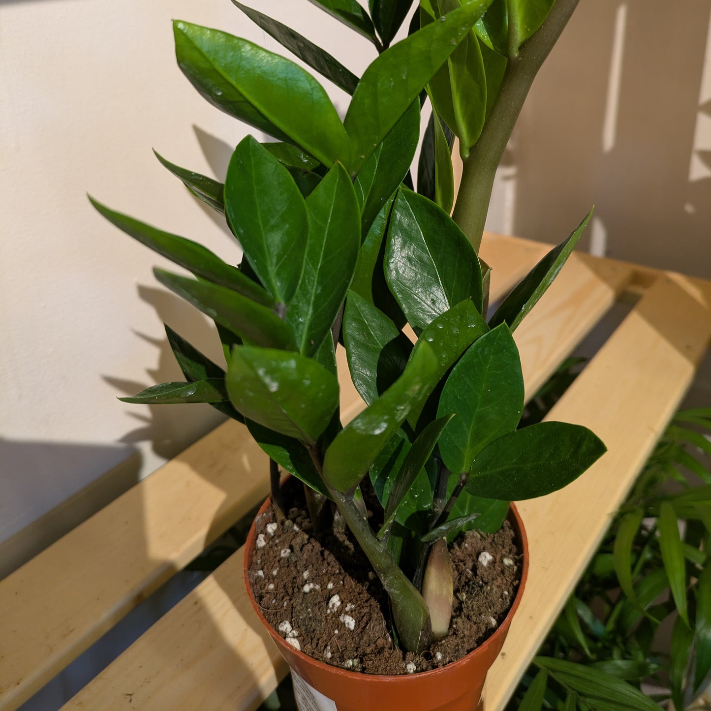 ZZ Plant