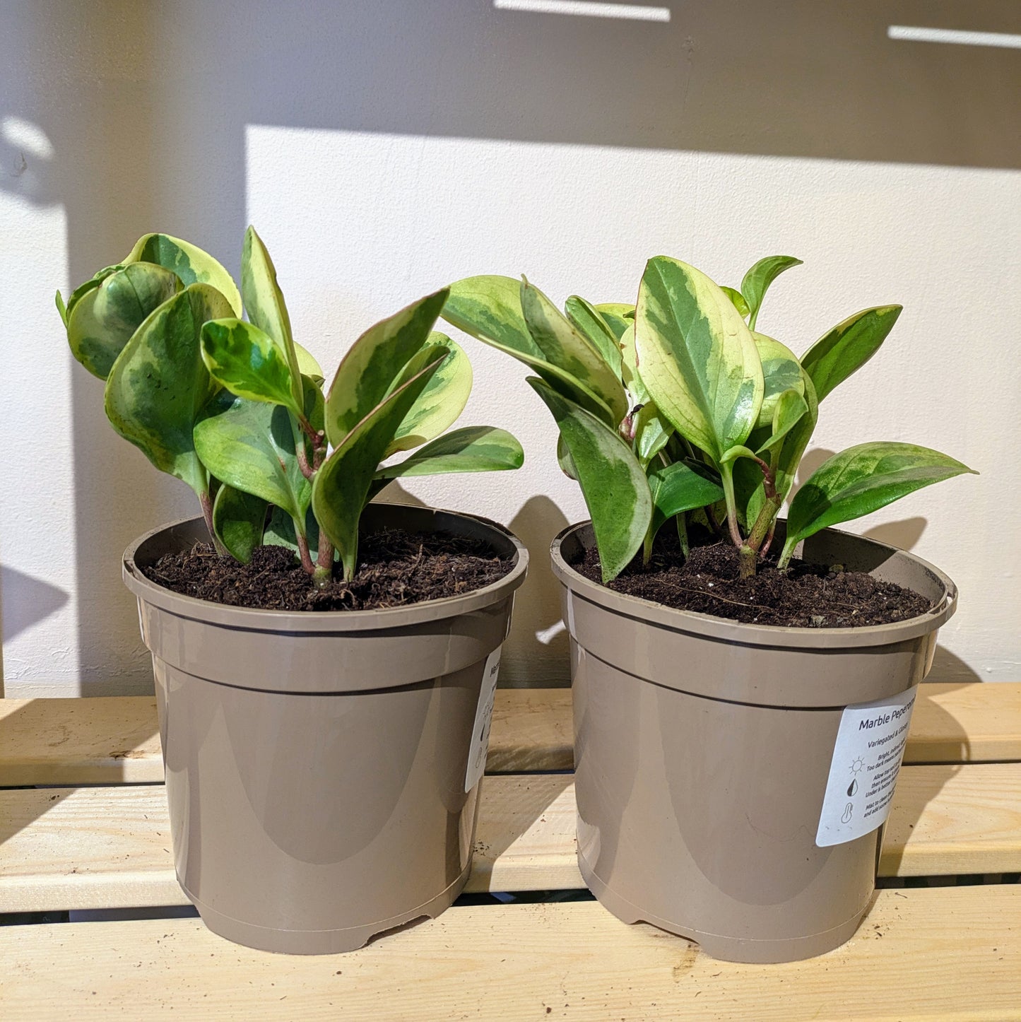 Peperomia Obtusifolia Marble