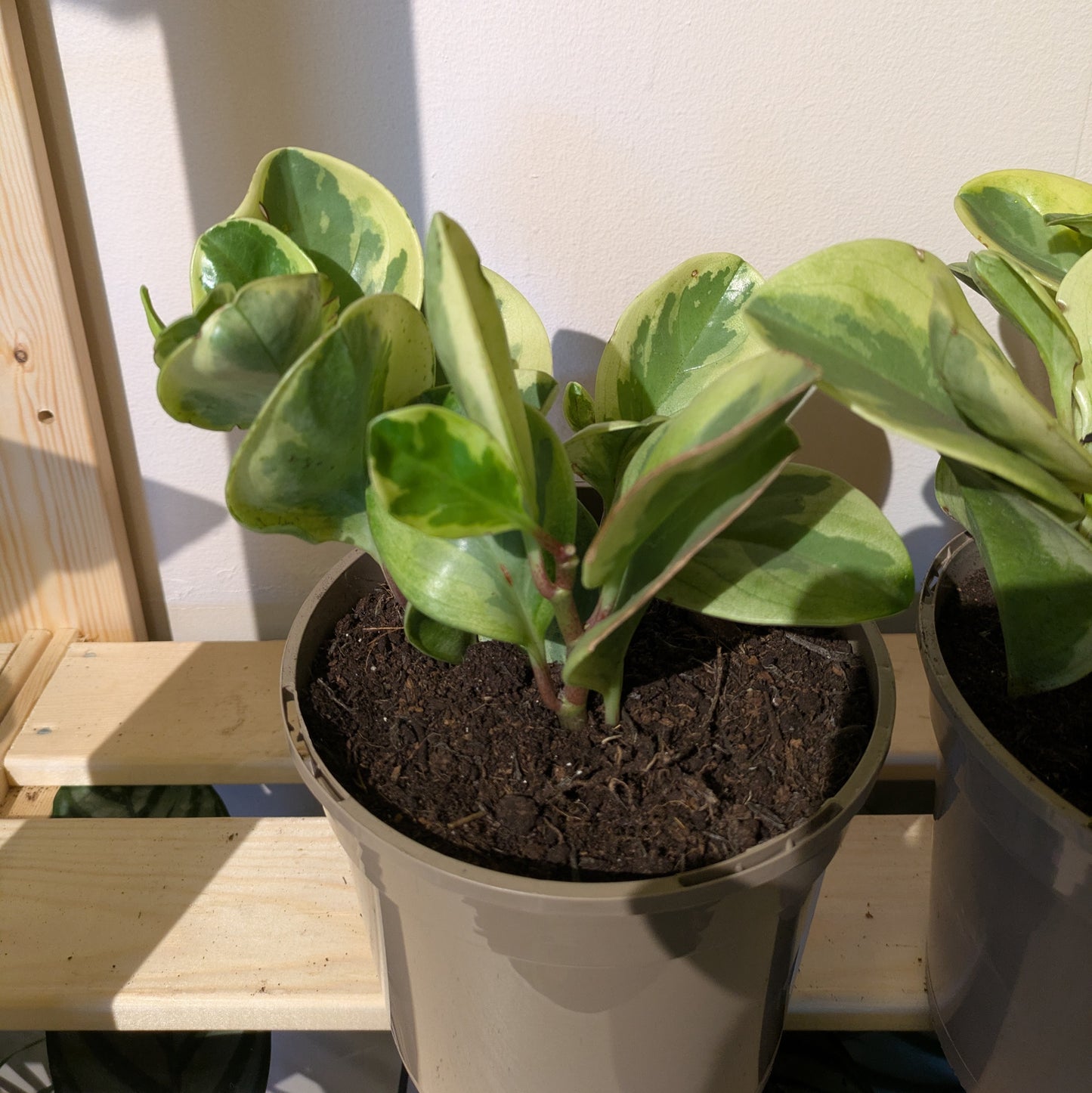Peperomia Obtusifolia Marble