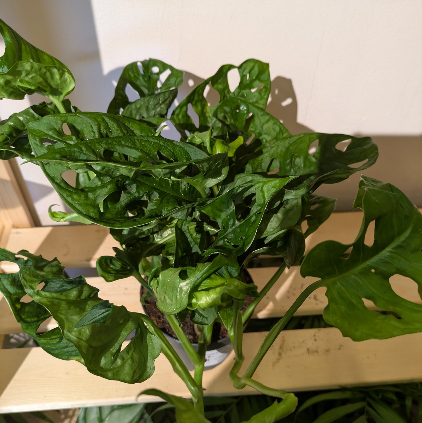Monstera Monkeyleaf