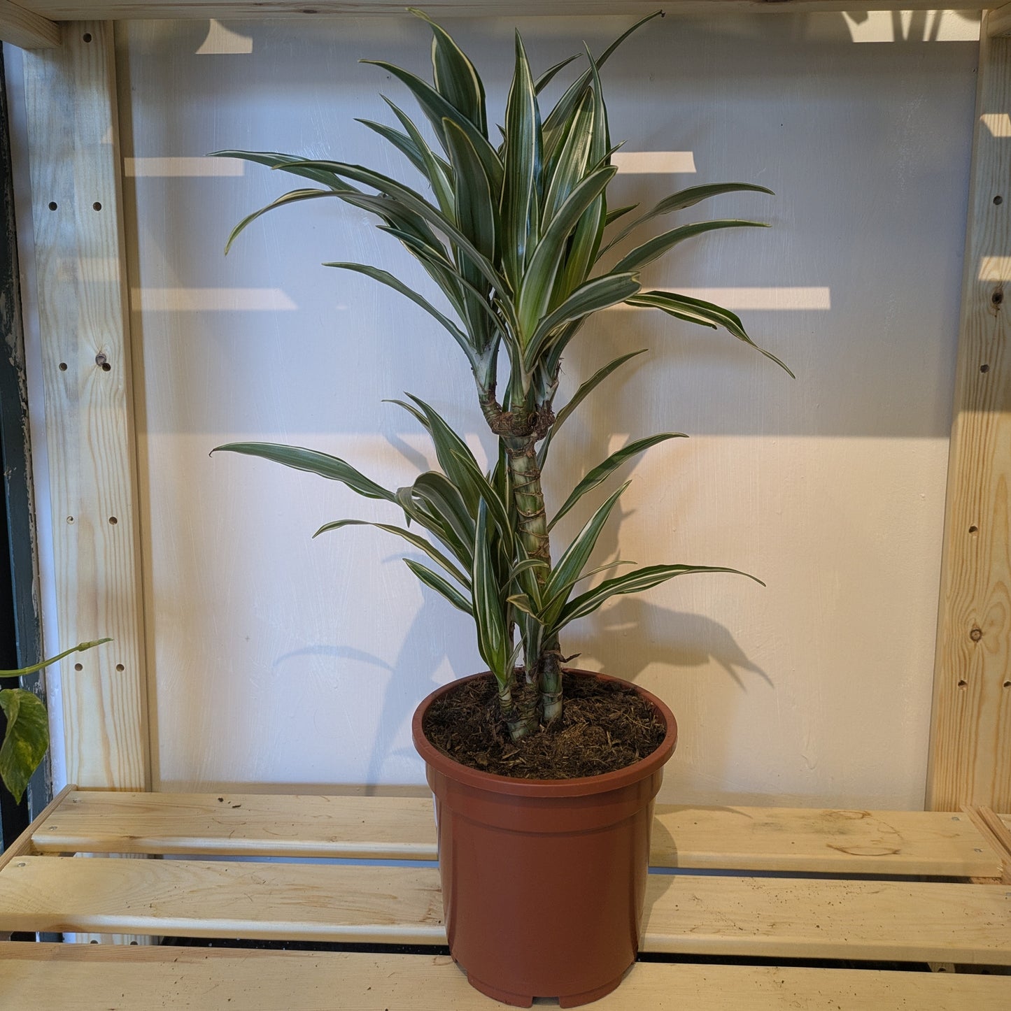 Dracaena White Stripe
