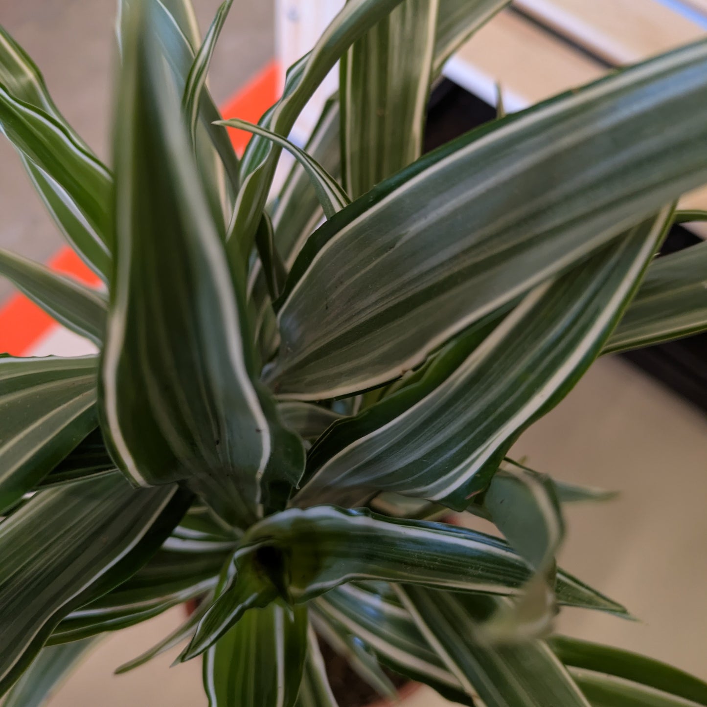 Dracaena White Stripe