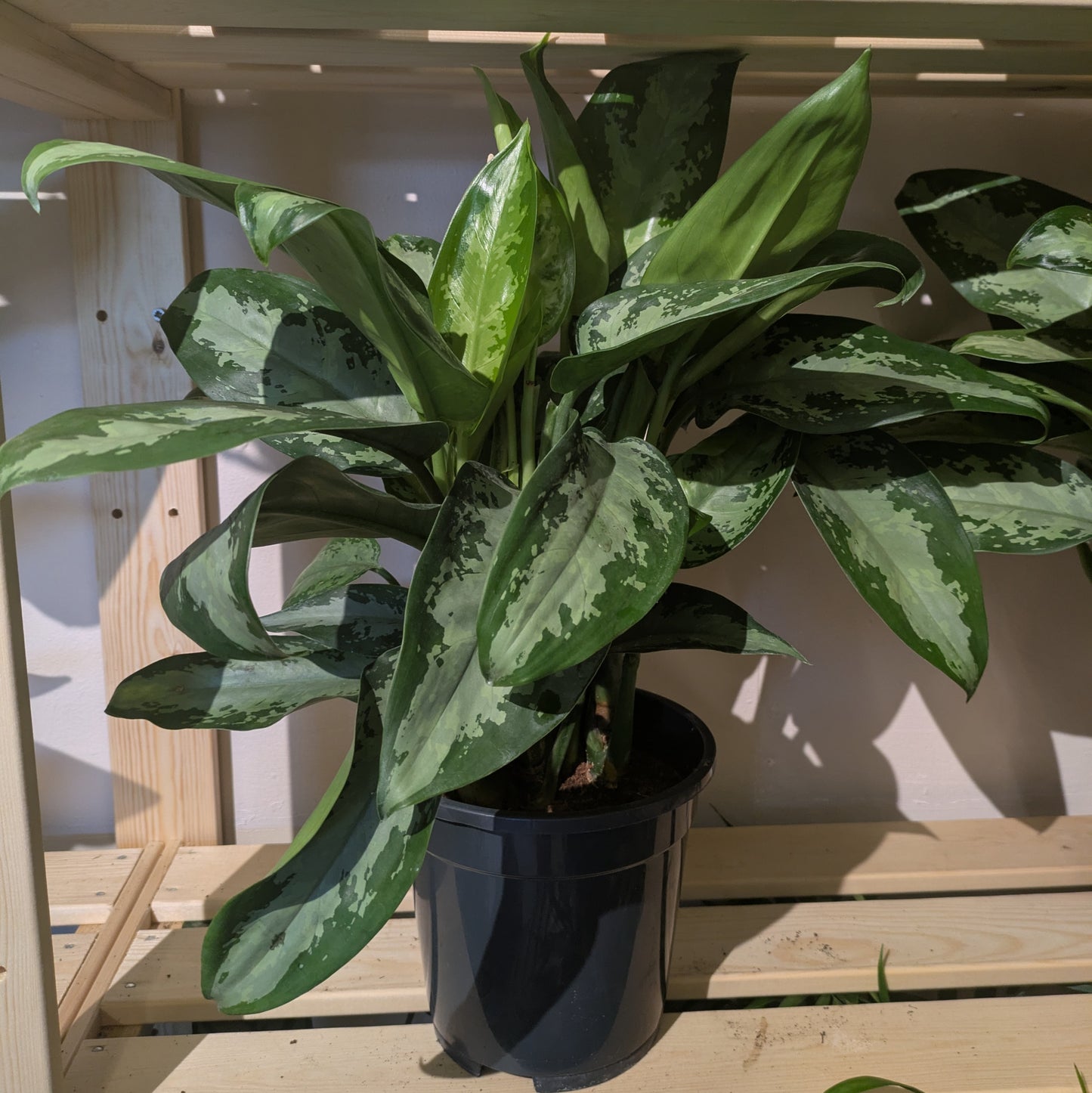 Aglaonema Silver Bay