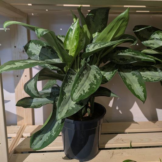 Aglaonema Silver Bay