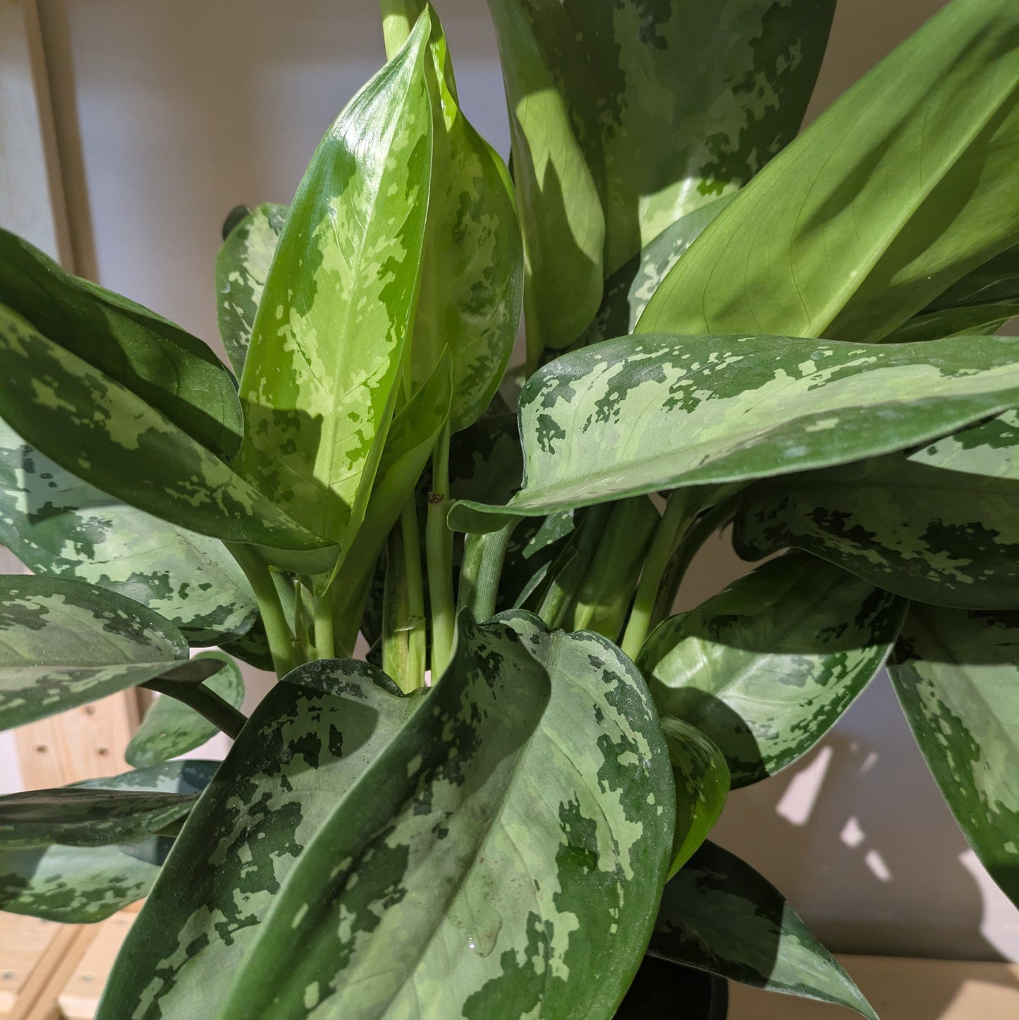 Aglaonema Silver Bay