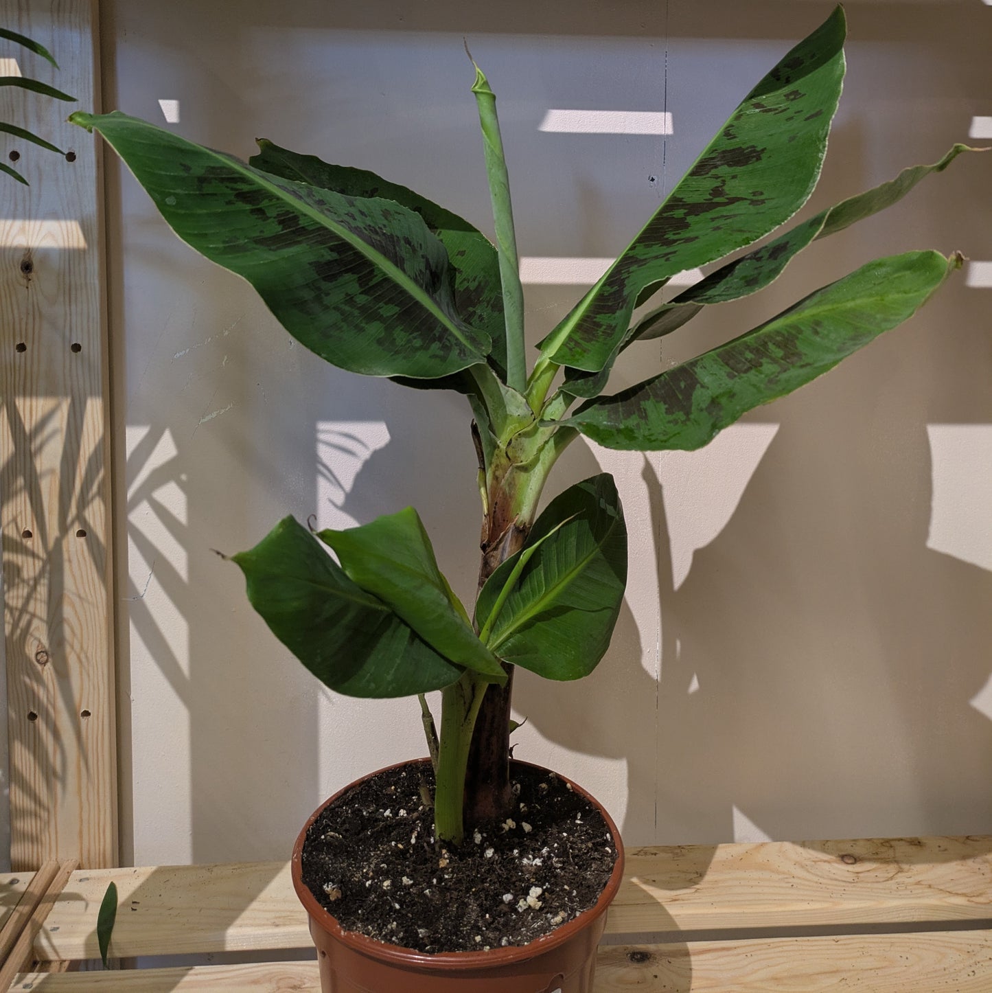 Banana Plant Musa