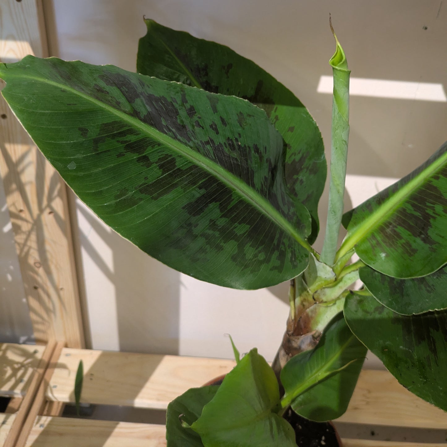 Banana Plant Musa