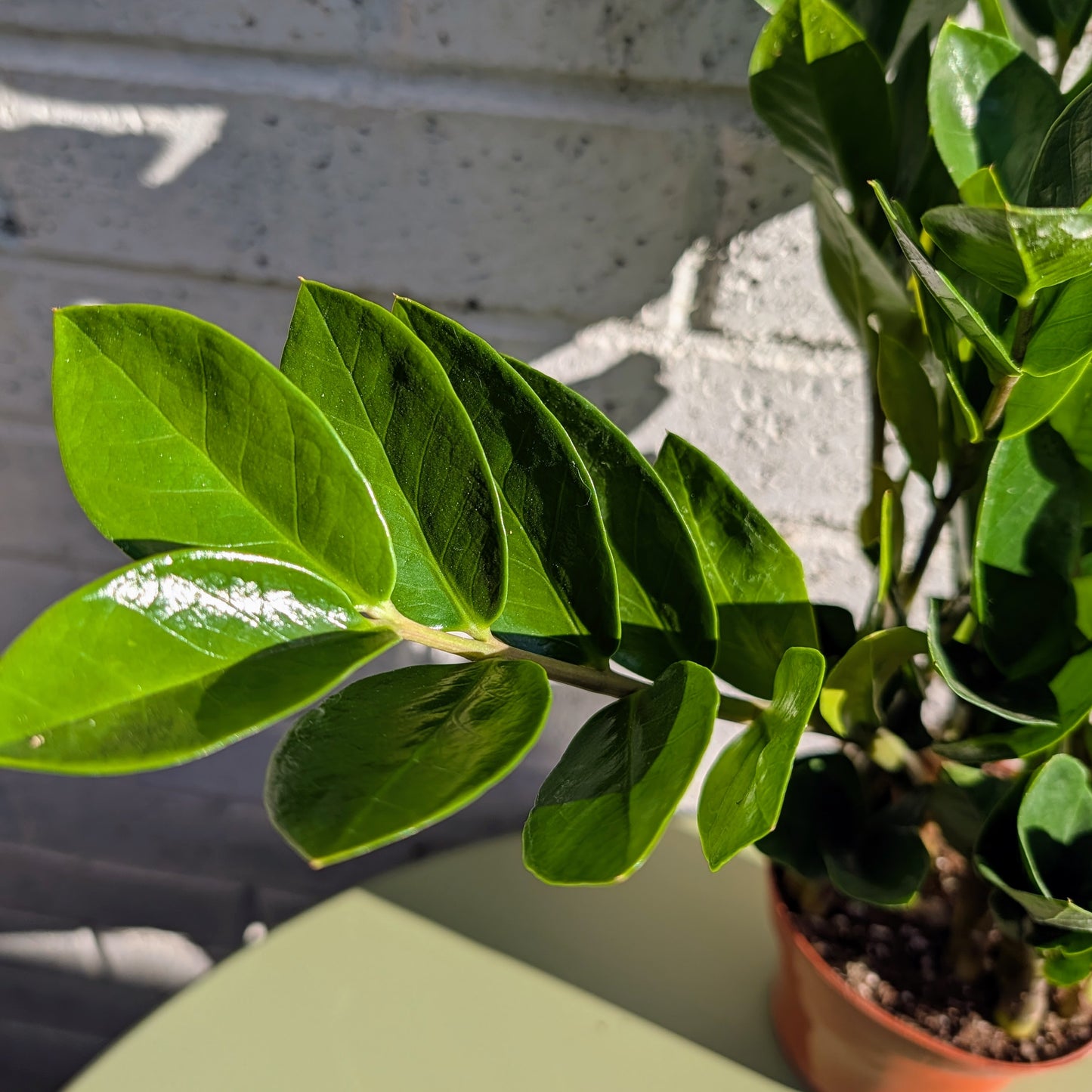 ZZ Plant - Zamioculcas Zamiifolia - 12cm pot