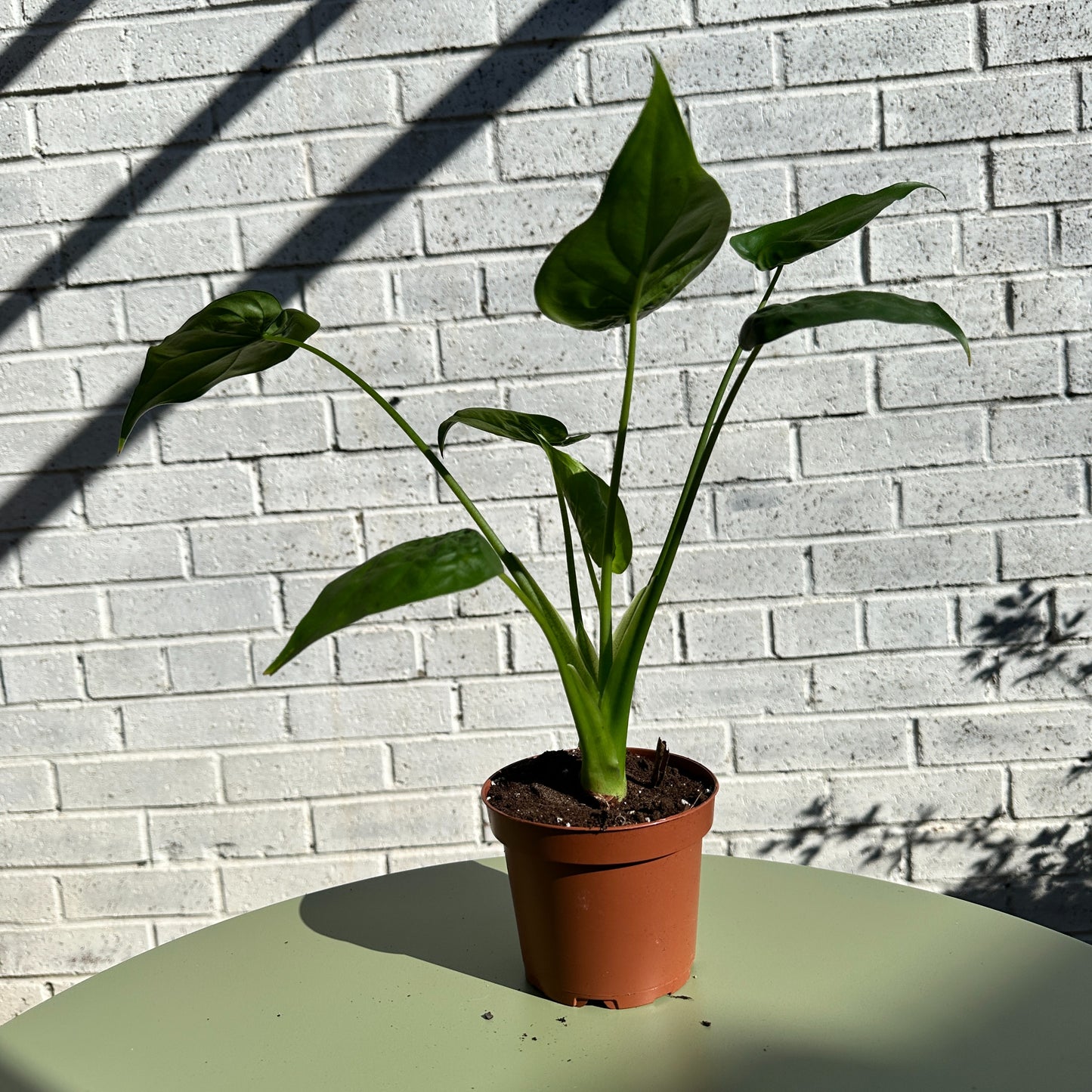 Alocasia Cucullata - Easy Care - Indoor Plant - 12cm