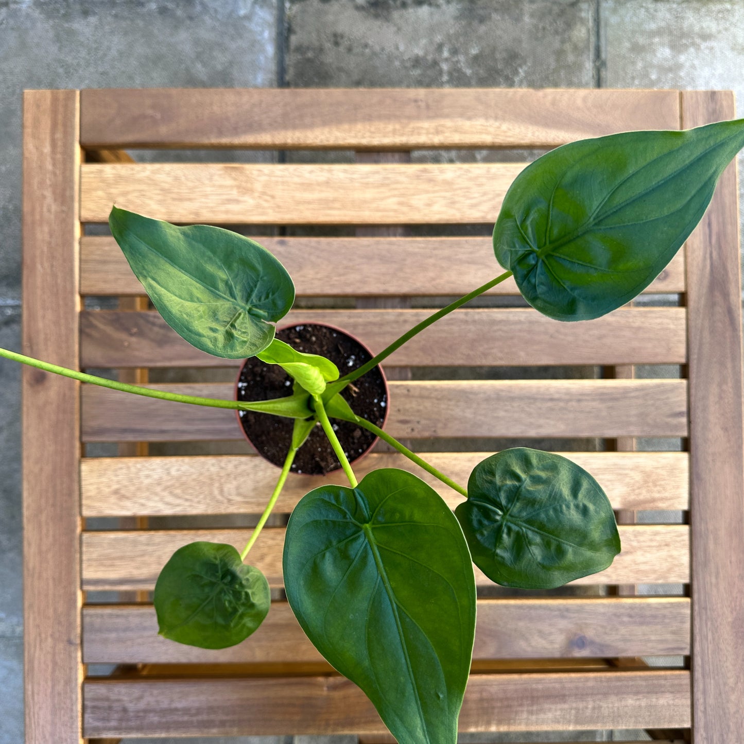 Alocasia Cucullata - Easy Care - Indoor Plant - 12cm