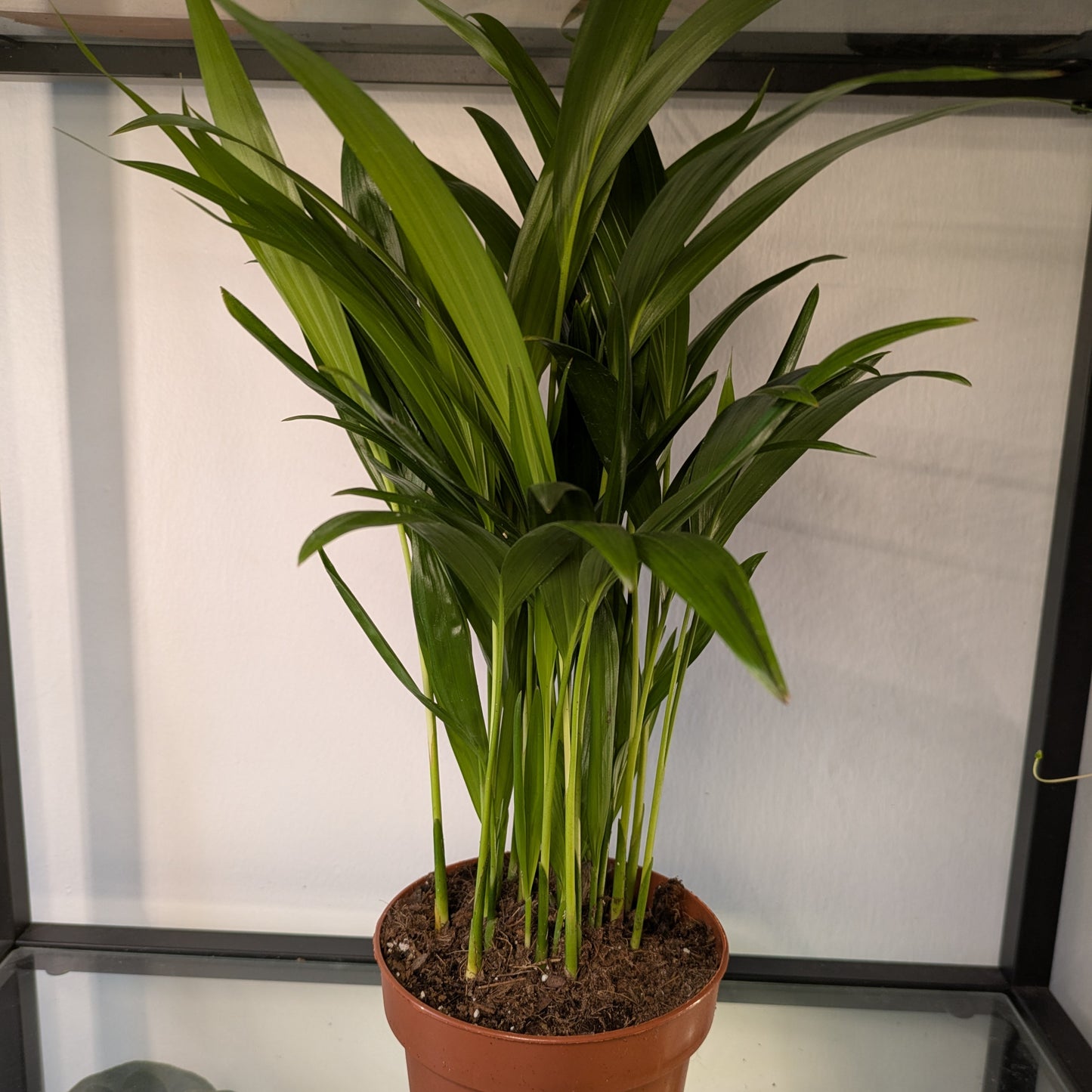 Areca Butterfly Palm