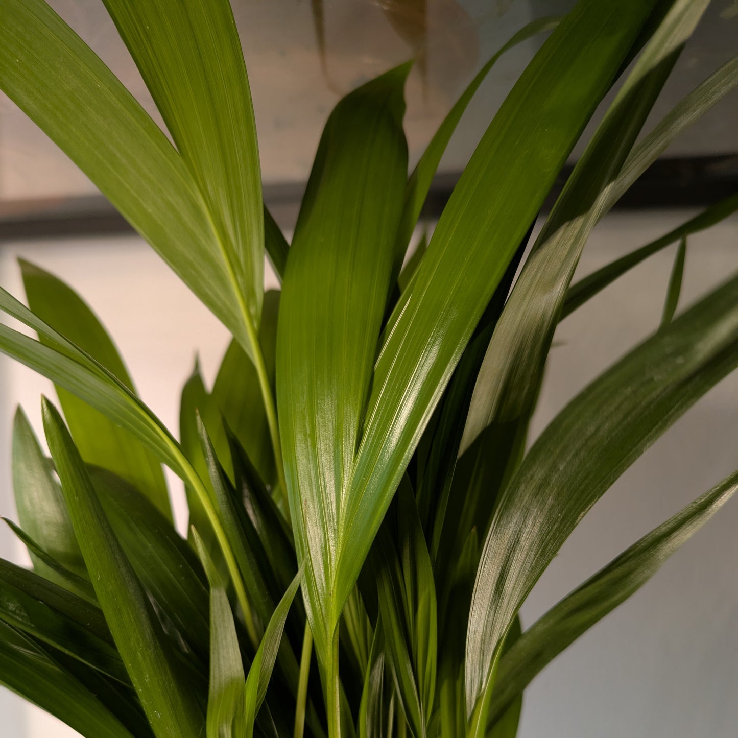 Areca Butterfly Palm