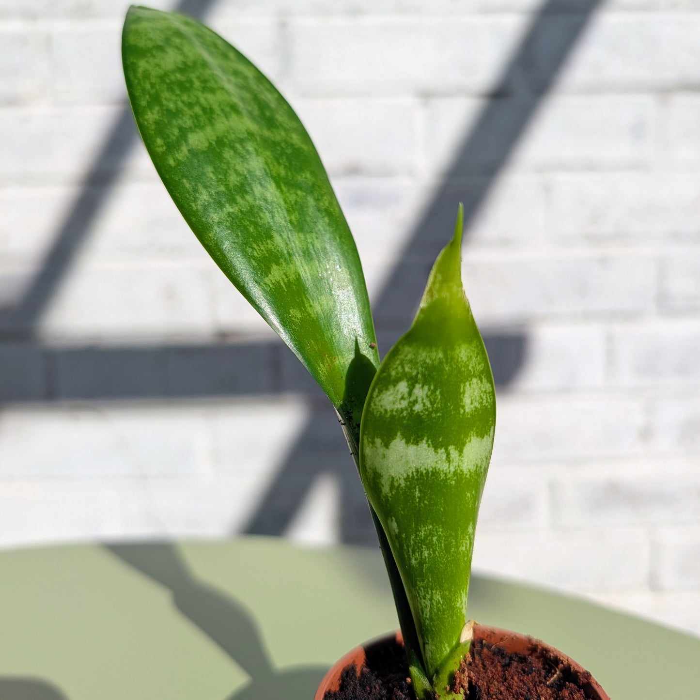 Young green baby snake plant with a white spot on a neutral background