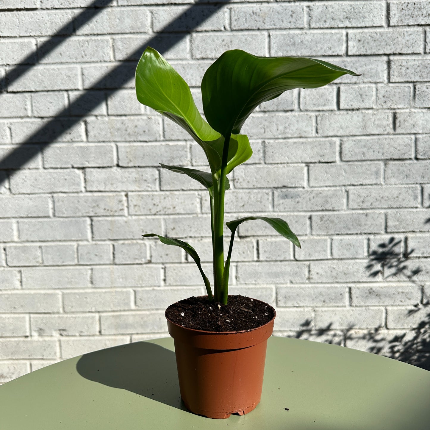 Strelitzia Nicolai (Giant White Bird of Paradise) - Easy Care