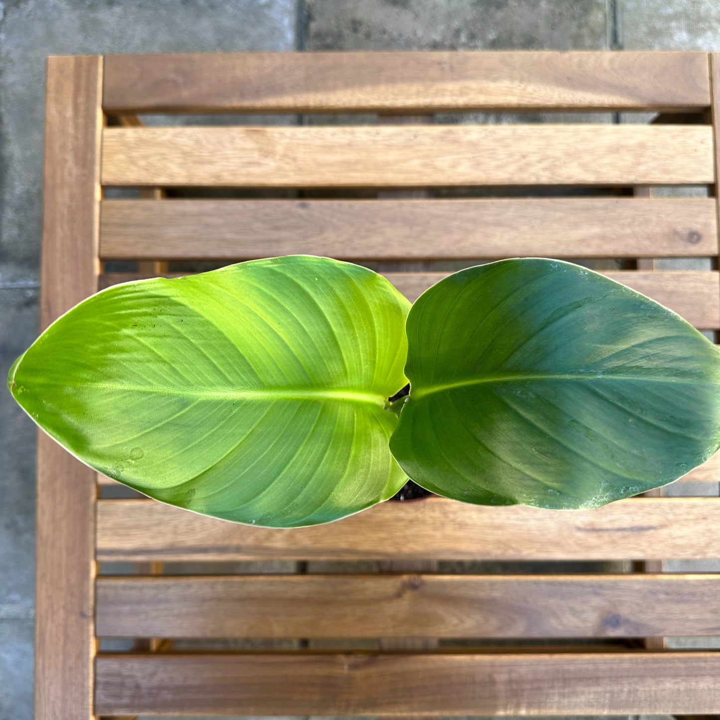 Strelitzia Nicolai (Giant White Bird of Paradise) - Easy Care