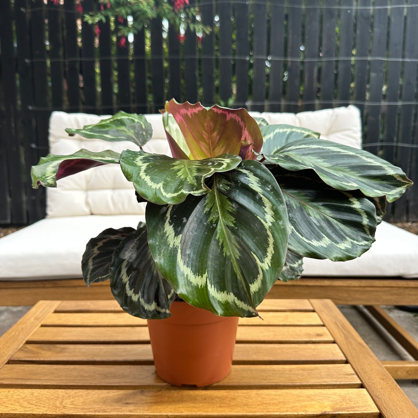 Calathea Medallion