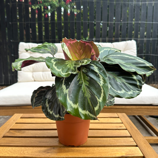 Calathea Medallion