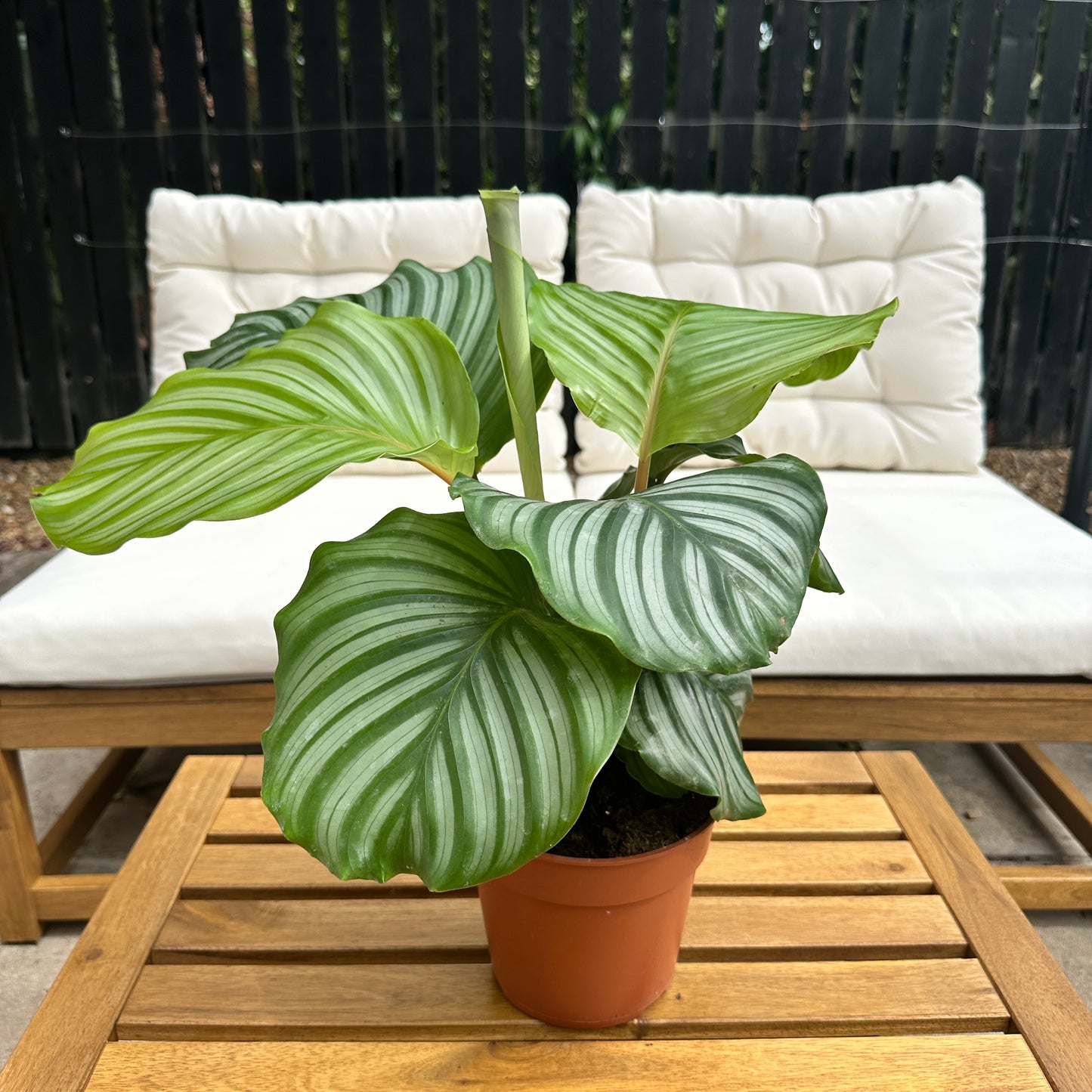 Calathea Orbifolia