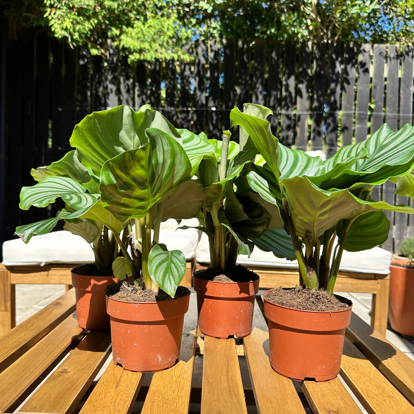 A collection of 4 calathea orbifolia plants sitting on a wooden slatted table.